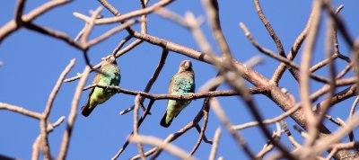 BIRD - PARROT - MEYER'S PARROT - POICEPHALUS MEYERI - PLANET BAOBAB RESERVE KALAHARI.JPG