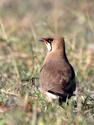 BIRD - PARTINCOLE - COLLARED REDWINGED PRATINCOLE - GLAREOLA PRATINCOLA - CHOBE NATIONAL PARK BOTSWANA (6).JPG