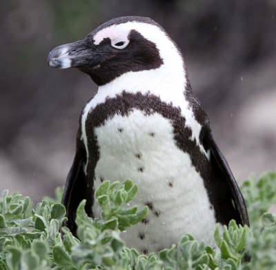 BIRD - PENGUIN - JACKASS OR AFRICAN PENGUIN - SIMON'S TOWN TABLE MOUNTAIN - SOUTH AFRICA (13).JPG