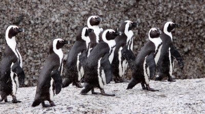 BIRD - PENGUIN - JACKASS OR AFRICAN PENGUIN - SIMON'S TOWN TABLE MOUNTAIN - SOUTH AFRICA (16).JPG