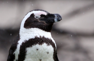 BIRD - PENGUIN - JACKASS OR AFRICAN PENGUIN - SIMON'S TOWN TABLE MOUNTAIN - SOUTH AFRICA (20).JPG