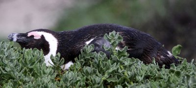 BIRD - PENGUIN - JACKASS OR AFRICAN PENGUIN - SIMON'S TOWN TABLE MOUNTAIN - SOUTH AFRICA (35).JPG