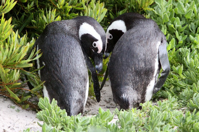 BIRD - PENGUIN - JACKASS OR AFRICAN PENGUIN - SIMONS TOWN TABLE MOUNTAIN - SOUTH AFRICA (56).JPG