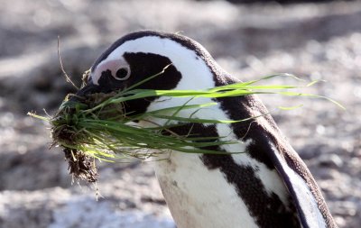 BIRD - PENGUIN - JACKASS OR AFRICAN PENGUIN - SIMON'S TOWN TABLE MOUNTAIN - SOUTH AFRICA (65).JPG