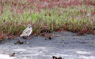 BIRD - PLOVER - KITTLITZS PLOVER - CHARADRIUS PECUARIUS - WEST COAST NATIONAL PARK SOUTH AFRICA (9).JPG