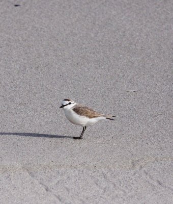 BIRD - PLOVER - WHITE-FRONTED PLOVER - CHARADRIUS MARGINATUS - BIRD ISLAND LAMBERT'S BAY SOUTH AFRICA (4).JPG