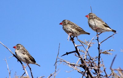 BIRD - QUELEA - RED-BILLED QUELEA - QUELEA QUELEA - ETOSHA NATIONAL PARK NAMIBIA (2).JPG