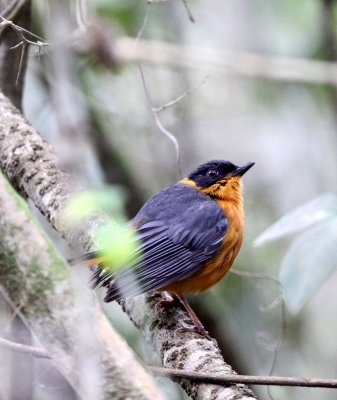 BIRD - ROBIN-CHAT - CHORISTER ROBIN-CHAT - COSSYPHA DICHROA - TSITSIKAMMA NATIONAL PARK SOUTH AFRICA (3).JPG