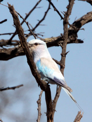 BIRD - ROLLER - EURASIAN ROLLER - KRUGER NATIONAL PARK SOUTH AFRICA.JPG