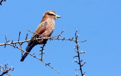 BIRD - ROLLER - PURPLE ROLLER - CORACIAS NAEVIUS - KRUGER NATIONAL PARK SOUTH AFRICA (3).JPG