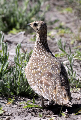 BIRD - SANDGROUSE - BURCHELL'S SANDGROUSE - PTEROCLES BURCHELLI - CHOBE NATIONAL PARK BOTSWANA.JPG