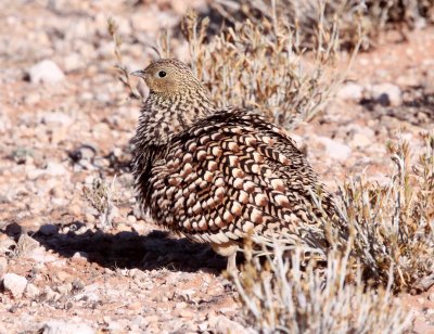 BIRD - SANDGROUSE - BURCHELL'S SANDGROUSE - PTEROCLES BURCHELLI - FEMALE - KGALAGADI NATIONAL PARK SOUTH AFRICA (2).JPG