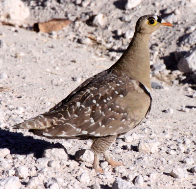 BIRD - SANDGROUSE - DOUBLE-BANDED SANDGROUSE - ETOSHA NATIONAL PARK NAMIBIA (4).JPG