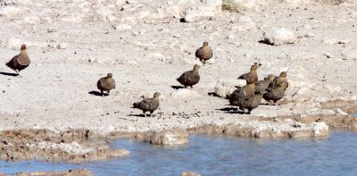 BIRD - SANDGROUSE - NAMAQUA SANDGROUSE - ETOSHA NATIONAL PARK NAMIBIA (11).JPG