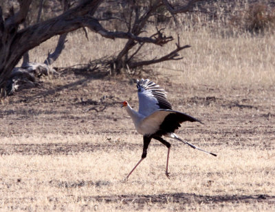 BIRD - SECRETARY BIRD - KGALAGADI NATIONAL PARK SOUTH AFRICA (5).JPG