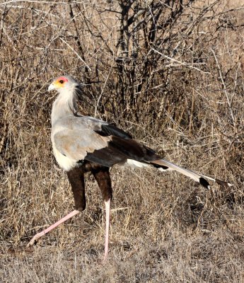 BIRD - SECRETARY BIRD - KRUGER NATIONAL PARK SOUTH AFRICA (6).JPG