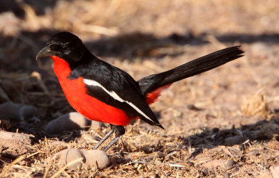 BIRD - SHRIKE - CRIMSON-BEASTED SHRIKE - LANIARIUS ATROCOCCINEUS - KGALAGADI NATIONAL PARK SOUTH AFRICA (6).JPG