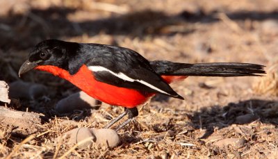 BIRD - SHRIKE - CRIMSON-BEASTED SHRIKE - LANIARIUS ATROCOCCINEUS - KGALAGADI NATIONAL PARK SOUTH AFRICA (9).JPG