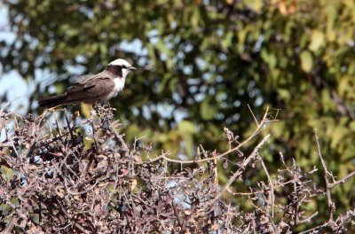 BIRD - SHRIKE - SOUTHERN WHITE-CROWNED SHRIKE - EUROCEPHALUS ANGUITIMENS - ETOSHA NATIONAL PARK NAMIBIA (3).JPG