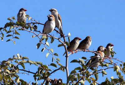 BIRD - SPARROW - GREAT SPARROW - PASSER MOTITENSIS - WITH RED-BILLED QUELEA - ETOSHA NATIONAL PARK NAMIBIA (6).JPG