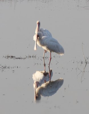 BIRD - SPOONBILL - AFRICAN SPOONBILL - CHOBE NATIONAL PARK BOTSWANA (4).JPG