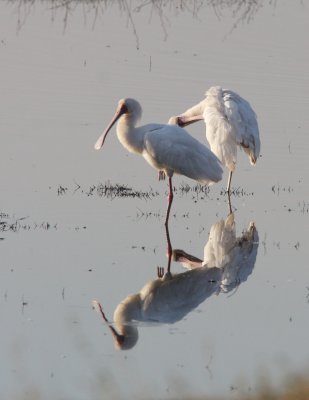 BIRD - SPOONBILL - AFRICAN SPOONBILL - CHOBE NATIONAL PARK BOTSWANA (9).JPG