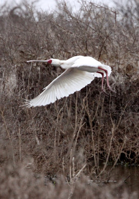 BIRD - SPOONBILL - AFRICAN SPOONBILL - DE HOOP RESERVE SOUTH AFRICA (12).JPG