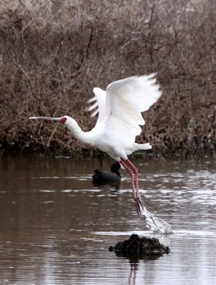 BIRD - SPOONBILL - AFRICAN SPOONBILL - DE HOOP RESERVE SOUTH AFRICA (9).JPG