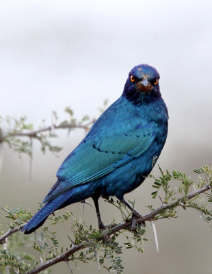 BIRD - STARLING - CAPE GLOSSY STARLING - IMFOLOZI NATIONAL PARK SOUTH AFRICA (3).JPG