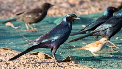 BIRD - STARLING - MEVE'S LONGTAILED STARLING - LAMPROTORNIS MEVESII - KRUGER NATIONAL PARK SOUTH AFRICA (4).JPG