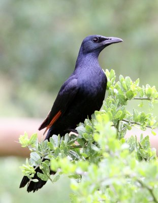 BIRD - STARLING - RED-WINGED STARLING - ONYCHOGNATHUS - MORIO - SIMONS TOWN TABLE MOUNTAIN - SOUTH AFRICA (5).JPG