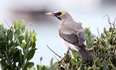 BIRD - STARLING - WATTLED STARLING - WEST COAST NATIONAL PARK SOUTH AFRICA (4).JPG