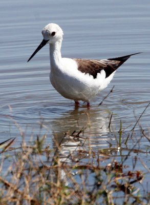 BIRD - STILT - BLACK-WINGED STILT - CHOBE NATIONAL PARK BOTSWANA (2).JPG