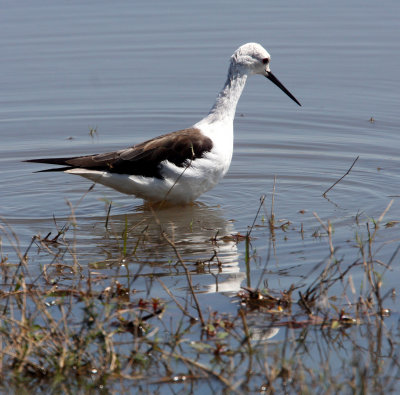 BIRD - STILT - BLACK-WINGED STILT - CHOBE NATIONAL PARK BOTSWANA (7).JPG