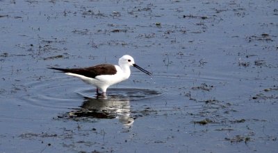 BIRD - STILT - BLACK-WINGED STILT - ELAND'S BAY SOUTH AFRICA (6).JPG