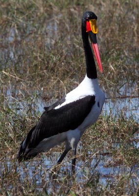 BIRD - STORK - SADDLE-BILLED STORK - CHOBE NATIONAL PARK BOTSWANA (5).JPG