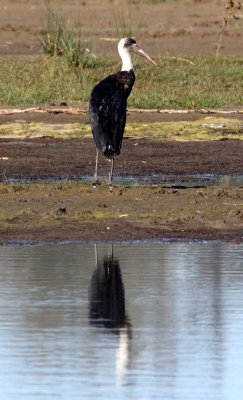 BIRD - STORK - WOOLLY-NECKED STORK - CICONIA EPISCOPUS - SAINT LUCIA NATURE RESERVES SOUTH AFRICA (14).JPG