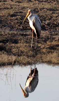 BIRD - STORK - YELLOW-BILLED STORK - CHOBE NATIONAL PARK BOTSWANA (6).JPG