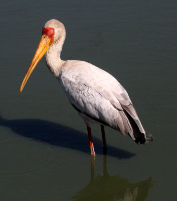 BIRD - STORK - YELLOW-BILLED STORK - KRUGER NATIONAL PARK SOUTH AFRICA (13).JPG