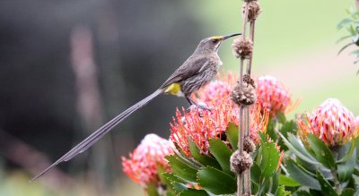 BIRD - SUGARBIRD - CAPE SUGARBIRD - PROMEROPS CAFER - CAPE TOWN ARBORETUM SOUTH AFRICA (2).JPG