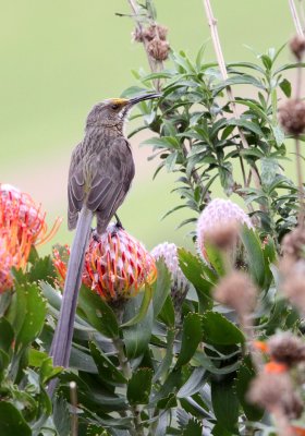BIRD - SUGARBIRD - CAPE SUGARBIRD - PROMEROPS CAFER - CAPE TOWN ARBORETUM SOUTH AFRICA (6).JPG