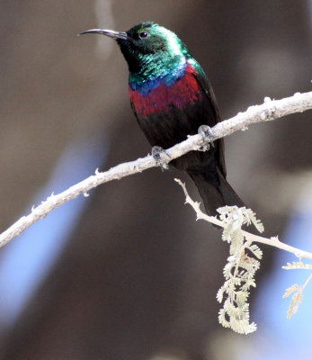 BIRD - SUNBIRD - MARICO SUNBIRD - CINNYRIS MARIQUENSIS - ETOSHA NATIONAL PARK NAMIBIA (19).JPG