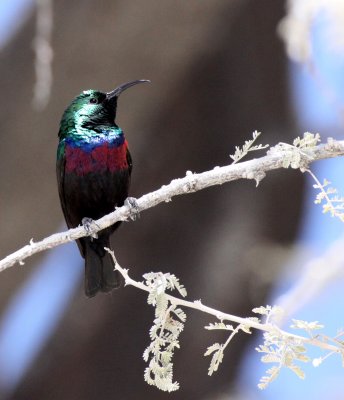 BIRD - SUNBIRD - MARICO SUNBIRD - CINNYRIS MARIQUENSIS - ETOSHA NATIONAL PARK NAMIBIA (21).JPG