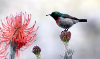 BIRD - SUNBIRD - SOUTHERN LESSER DOUBLE-COLLARED SUNBIRD - CAPE TOWN ARBORETUM SOUTH AFRICA.JPG