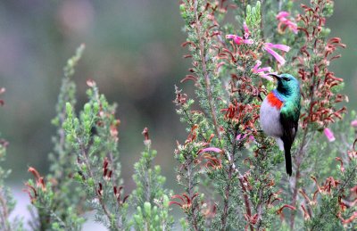 BIRD - SUNBIRD - SOUTHERN LESSER DOUBLE-COLLARED SUNBIRD - CINNYRIS CHALYBEUS - CAPE TOWN ARBORETUM SOUTH AFRICA (7).JPG