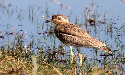 BIRD - THICK-KNEE - WATER THICK-KNEE OR DIKKOP - BURHINUS VERMICULATUS - KHWAI CAMP OKAVANGO BOTSWANA (13).JPG