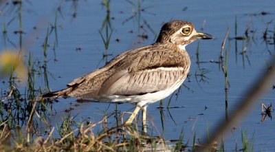 BIRD - THICK-KNEE - WATER THICK-KNEE OR DIKKOP - BURHINUS VERMICULATUS - KHWAI CAMP OKAVANGO BOTSWANA (3).JPG