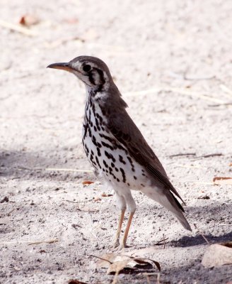 BIRD - THRUSH - GROUNDSCRAPER THRUSH - PSOPHOCICHLA LITSITSIRUPA - ETOSHA NATIONAL PARK NAMIBIA.JPG