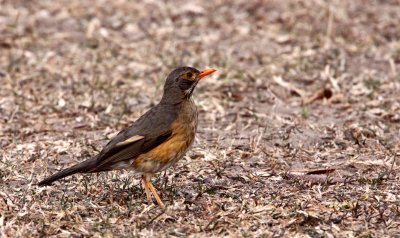 BIRD - THRUSH - KURRICHANE THRUSH - TURDUS LIBONYANUS - SAINT LUCIA NATURE RESERVE SOUTH AFRICA.JPG