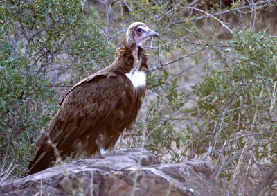 BIRD - VULTURE - HOODED VULTURE - NECROSYRTES MONACHUS - KRUGER NATIONAL PARK SOUTH AFRICA (3).JPG